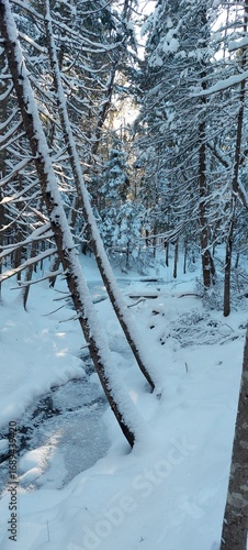 snow covered trees