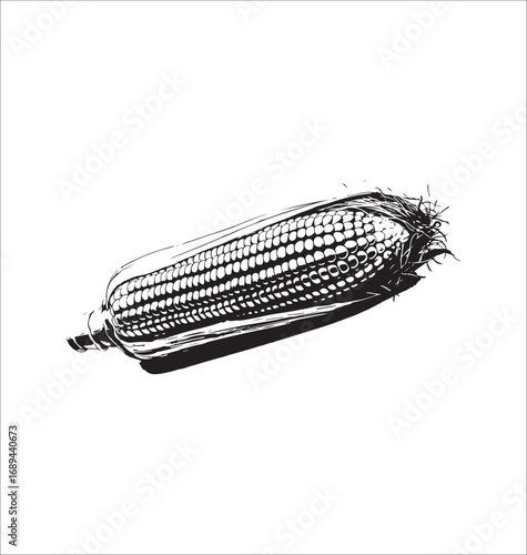 Black and White Illustration of Corn on the Cob Detailed Vector Image for Food and Agriculture Projects