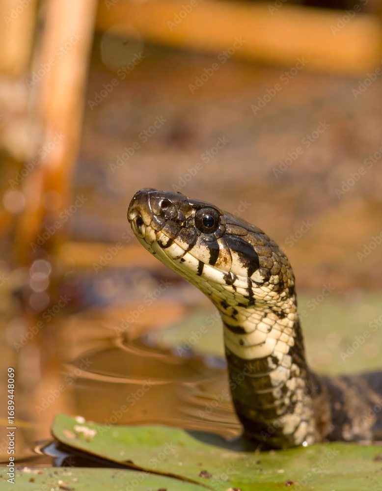 Fototapeta premium Snake on lily pad