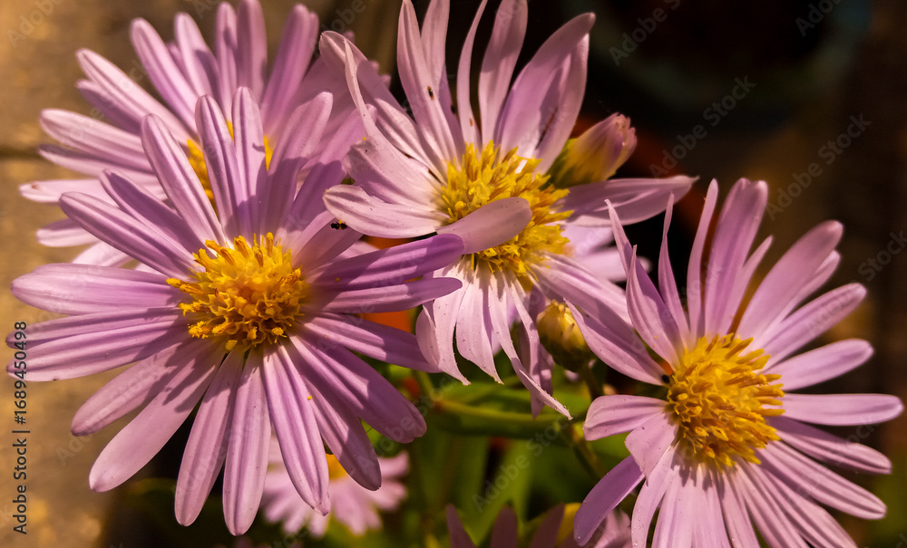 Obraz premium the purple flower..