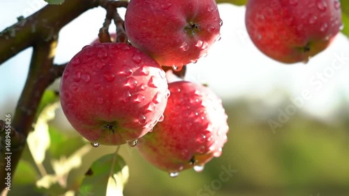 Fresh red apples droplets