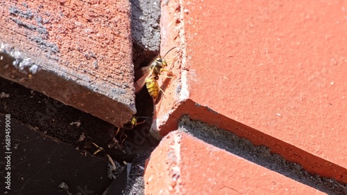 Dangerous Aggressive Wild Wasp Insects Flying In and Out from Hive Located Inside Building Facade