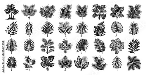 Vintage collection of hand drawn tropical palm leaves and jungle plants