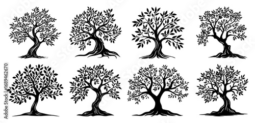 Collection of majestic old olive tree vector illustrations for logo design
