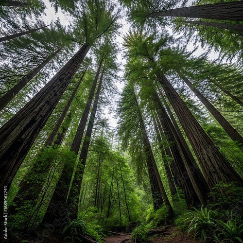 Lush green forest canopy arches above a network of towering trees, creating a serene and awe-inspiring scene.