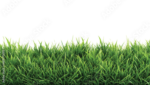 Lush green grass isolated against white backdrop perfect for spring summer designs and ecological concepts
