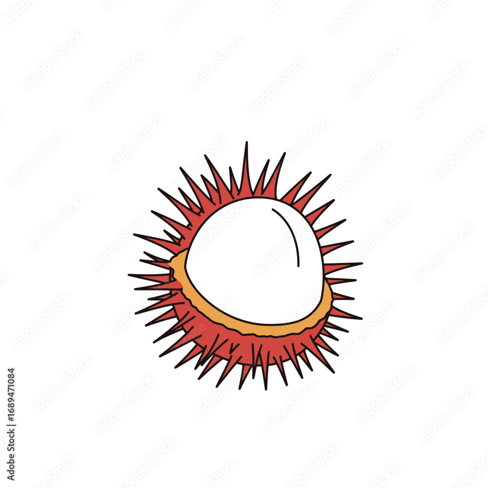 Fototapeta premium Rambutan Fruit Illustration Red Spiky Peel White Flesh