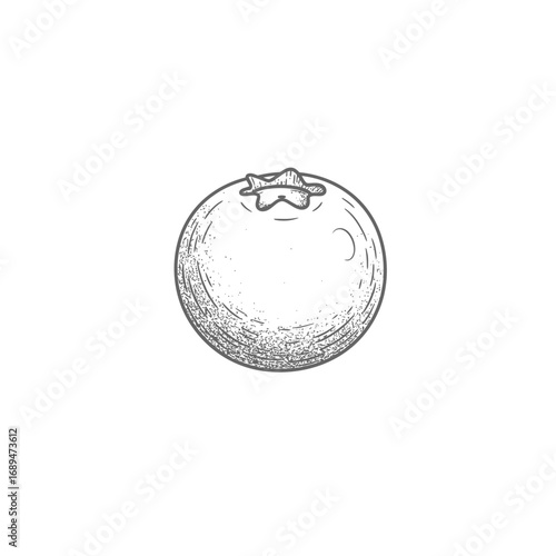 Single Blueberry Illustration Gray Scale Sketch