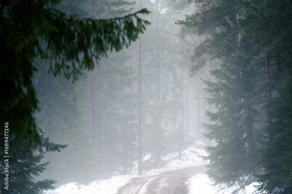 Naklejka premium Misty Forest Path in Winter