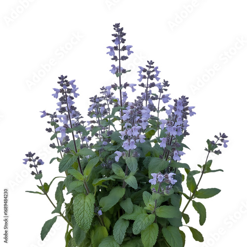 Delicate purple catmint flowers bloom lush green foliage royalty free stock photos premium quality transparent background