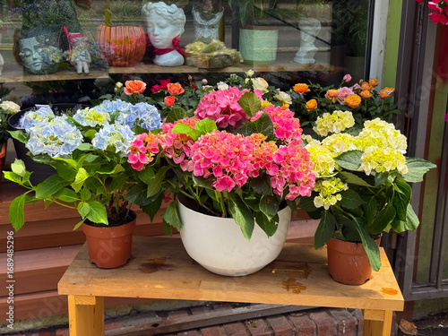 Hydrangea flowers in pots at a store. Urban gardening, retail decoration, and seasonal plant beauty.