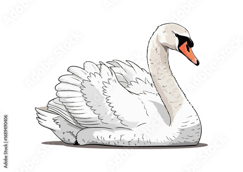 Graceful swan sitting calmly with a minimalist background for illustration concept
