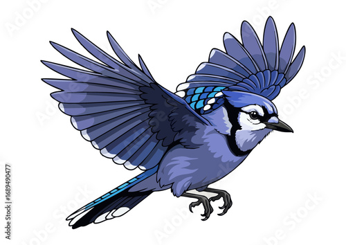 Blue jay in mid-flight with outstretched wings and a minimalist background for illustration concept