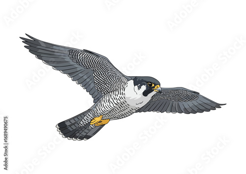 Peregrine falcon in mid-flight with extended wings and a minimalist background for illustration concept