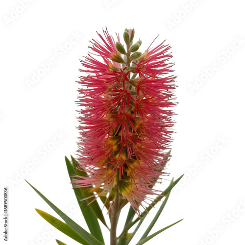 Vibrant red bottlebrush flower bloom isolated on black royalty free stock photos premium quality transparent background