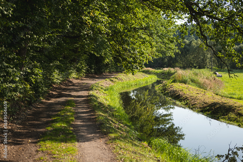 Naklejka premium path in the forest