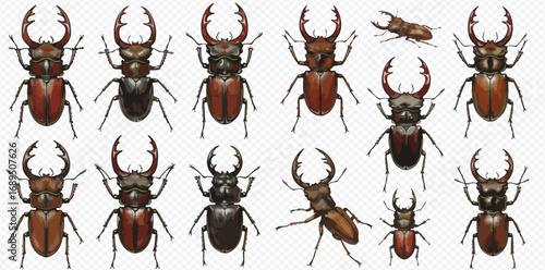 A diverse collection of illustrated stag beetles, showcasing various species, sizes, and colors against a transparent background.