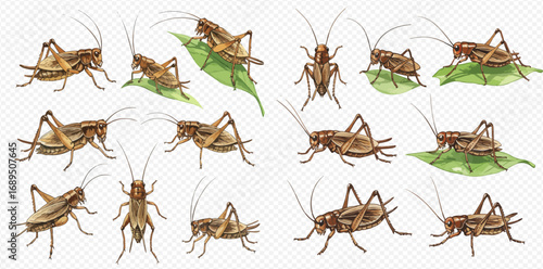 A collection of realistic brown cricket illustrations shown in various poses and angles, some resting on green leaves.