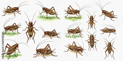 A collection of detailed brown cricket illustrations shown in various poses and from multiple angles.