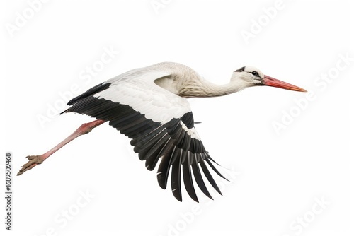 Elegant stork flying gracefully