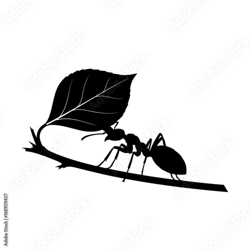 Ant carrying leaf on branch silhouette isolated on white background