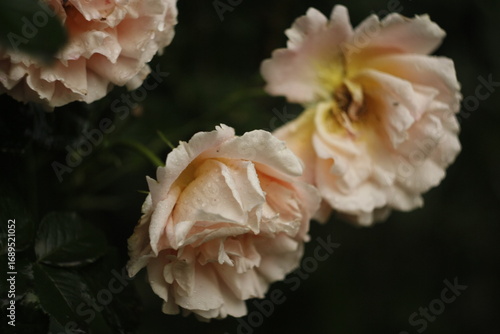 rose in the garden