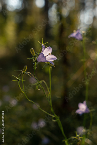 Wildflowers in the evening sun.