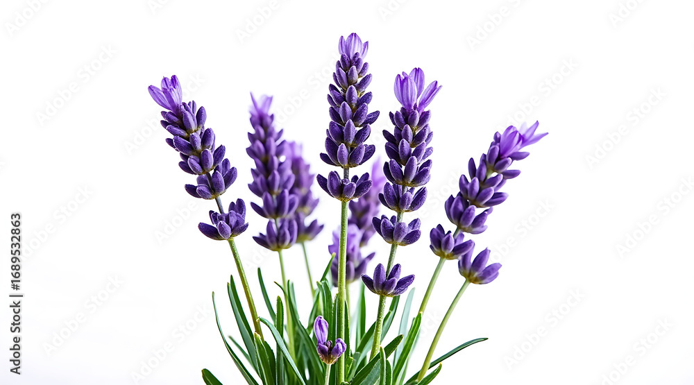 Naklejka premium Sharp macro photo of lavender flowers isolated on white background showing vibrant purple petals and green leaves with delicate details