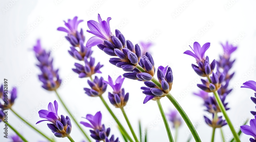 Naklejka premium Sharp macro photo of vibrant purple lavender flowers with green stems isolated on white background, showing delicate petals and buds