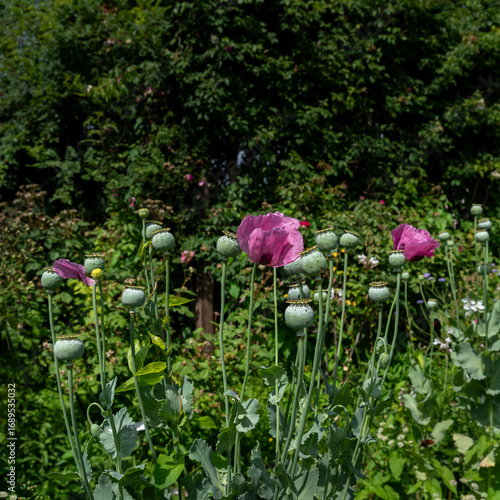 A blooming summer garden with poppies.