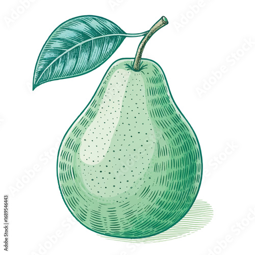 Hand-drawn Green Pear Illustration: Vintage Style, Fresh and Juicy Fruit Design