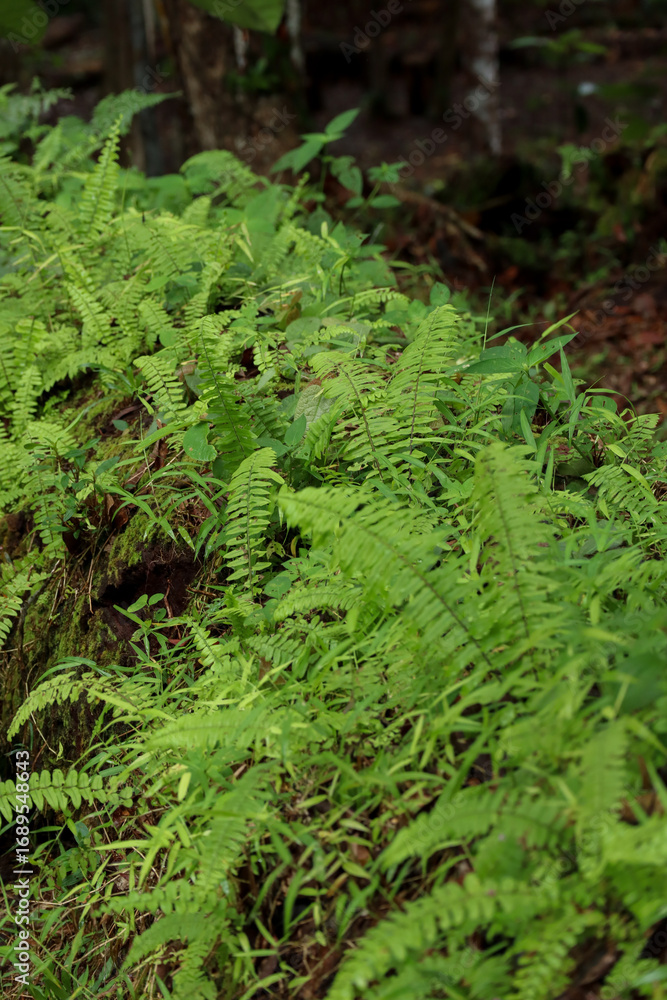 Obraz premium Fresh Green Ferns Growing in Tropical Forest