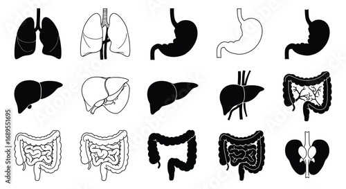 human digestive system organs illustrated in black and white