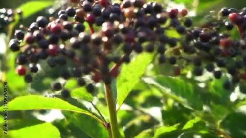 Closeup elderberries on vine