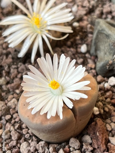 Lithops en floración.