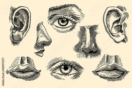 Human face parts or sensory organs set. Nose, ear, eyes, mouth and lips. Hand drawn engraved illustration for biology, anatomy, medicine.