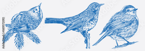Hand drawn set of birds, different species from European forests. Goldcrest, Thrush fieldfare, Robin. engraving, hatching style done with ink pen. Flying and sitting for decoration and toile de juoy.