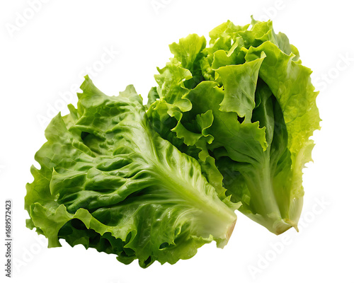 Two Fresh Green Lettuce Leaves with Ruffled Edges salad isolated on a transparent background