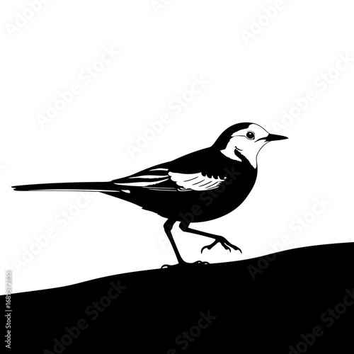 Black and white bird silhouette walking on a dark surface isolated on white background