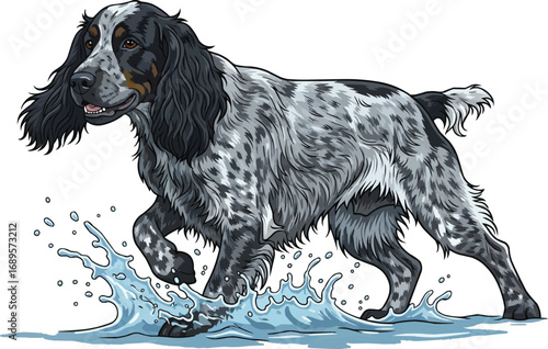 Blue Picardy Spaniel dog splashing water cute vector illustration