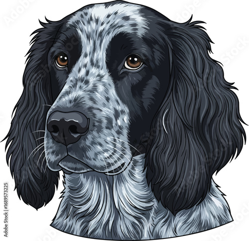 Blue Picardy Spaniel dog head face cute headshot portrait