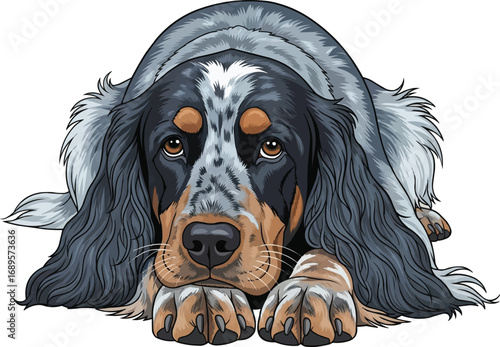 Blue Picardy Spaniel dog lying down relaxed front view illustration