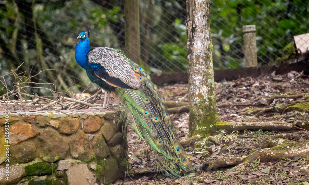 Fototapeta premium peacock in the forest