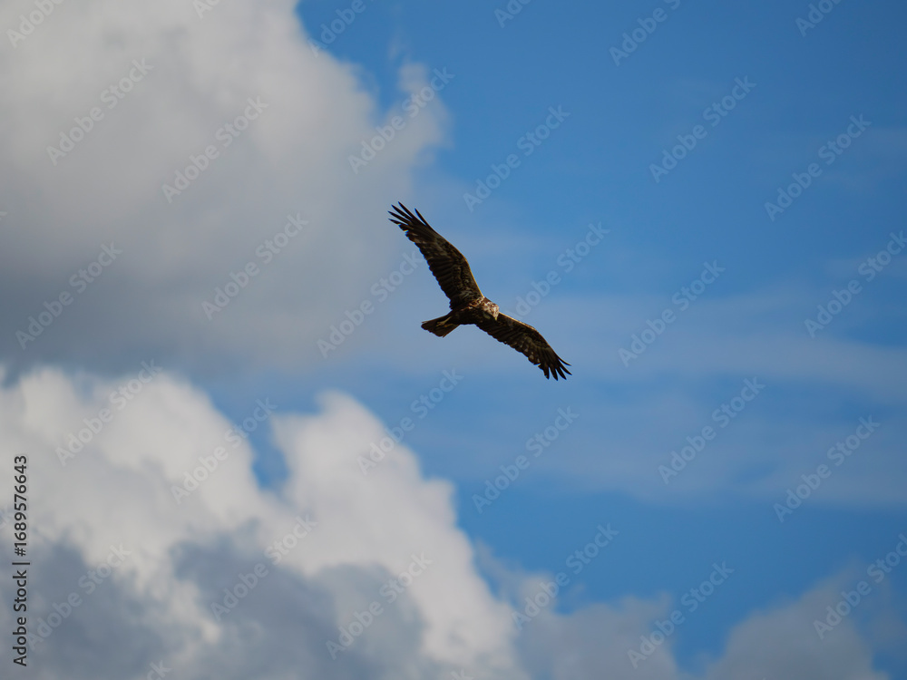 Fototapeta premium Rohrweihe in flight