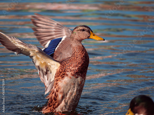 female mallard duck