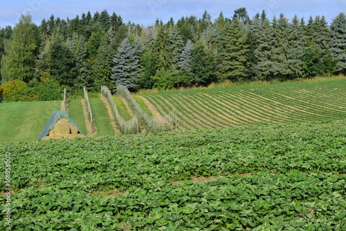juicy red fruits in the fruit garden