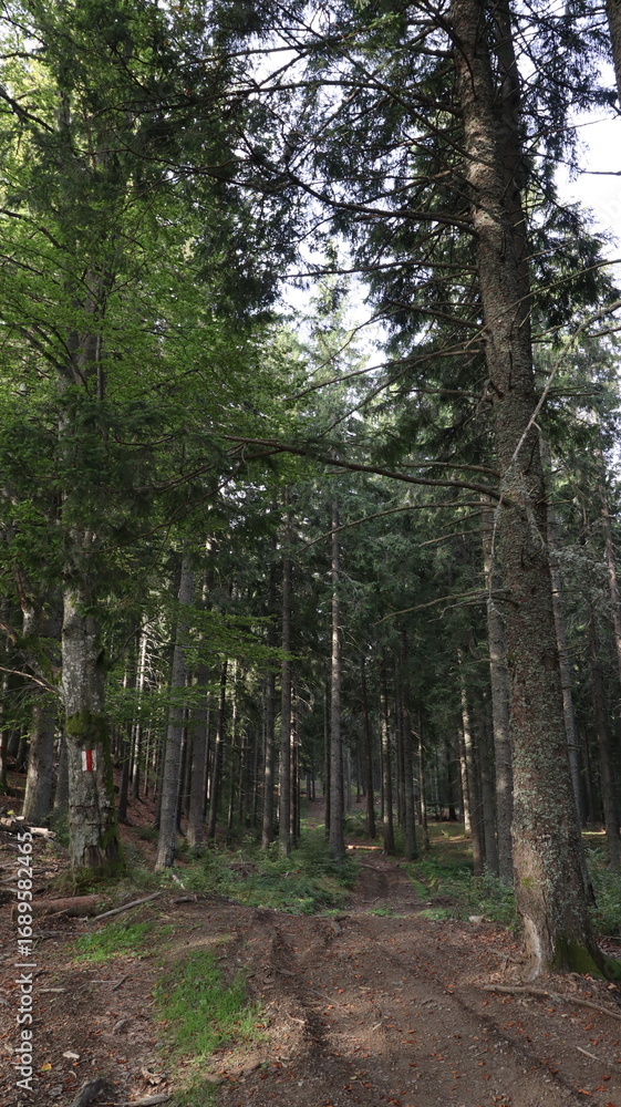 Obraz premium path in the woods