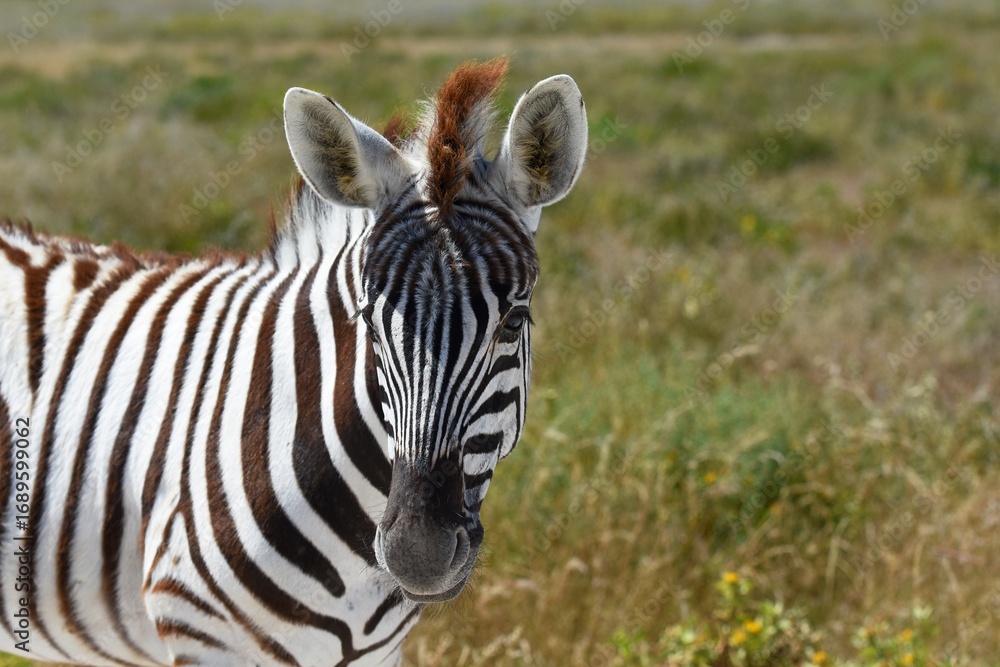 Naklejka premium Steppenzebra (Equus quaga) im Etoscha Nationalpark in Namibia.