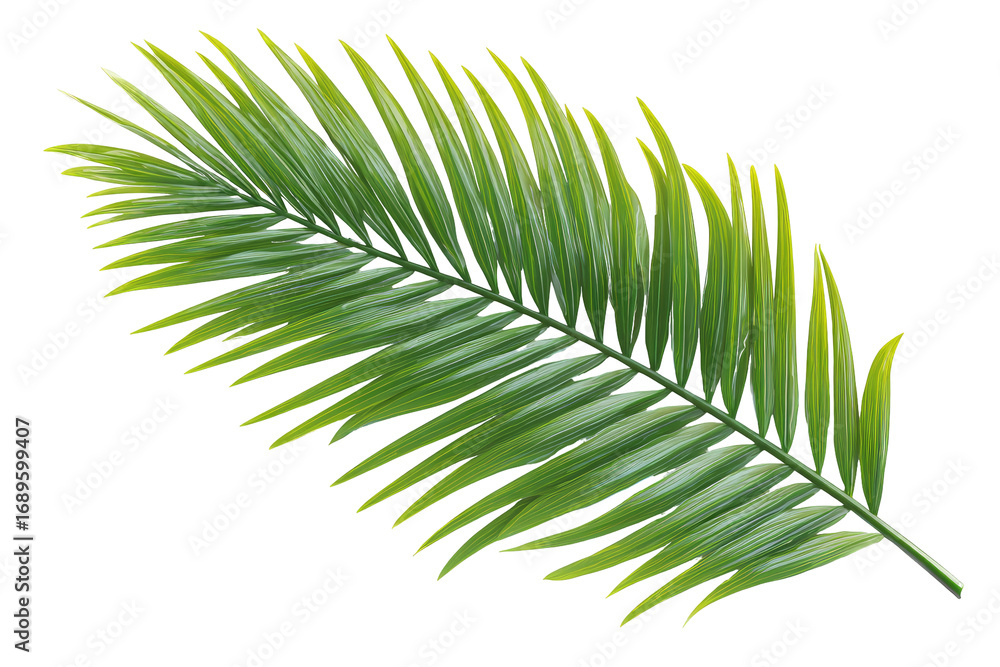 Obraz premium Close-up of a vibrant green palm frond (1)