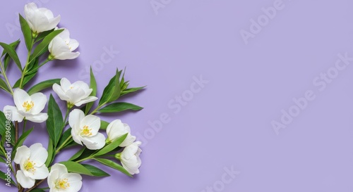 White Jasmine Flowers on Lavender Background - Delicate white jasmine blossoms arranged on a soft lavender background. Perfect for spring or wedding themes